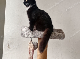 Kitten