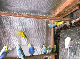 Beautiful Young Budgies For Sale bradford &ndash; Possible Rainbow Mutations! in Bradford in Bradford