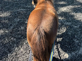 Stunning registered shetland gelding