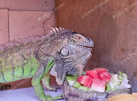 Green iguana