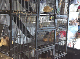 Two female rats