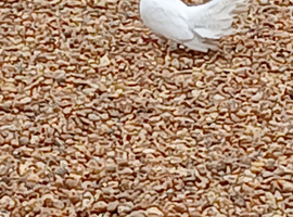 Garden Fantails