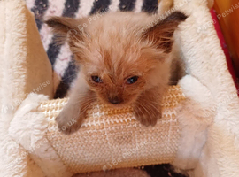 2 Pure Colourpoint  Mitted Ragdoll Kittens.