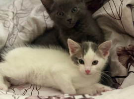 TWO SIBLINGS NEED REHOMING TOGETHER