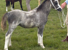 Kirrem birthday boy (Welsh section a colt foa)