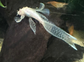 Endler guppoes/Albino long&shortfin Plecs