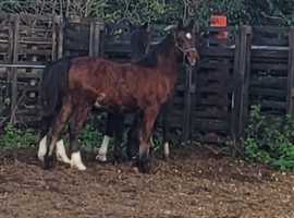 Welsh foals