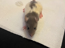 5 females  6-7 weeks old