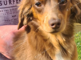 Miniature dachshund