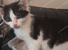 Girl kitten 3 months old
