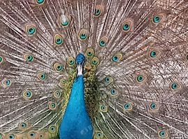Peacocks and peahens for sale