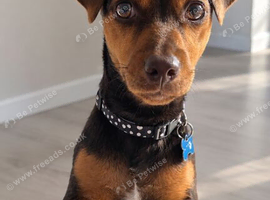 REHOME Jack Russell puppy