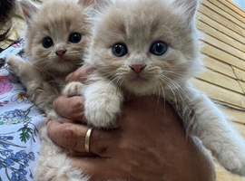 Gorgeous kittens