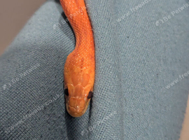 2 female corn snakes