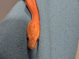 2 females corn snakes for sale on