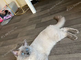 Queen and male looking for a home