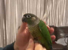 Hand Reared/Hand Tame/Silly Tame Green Cheek Conure