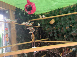 Zebra show finches