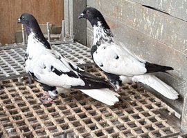 AFGHAN PIGEONS