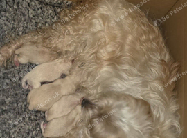 Morkies