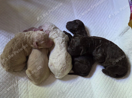 Cockapoo puppies