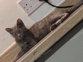 5 month old kitten