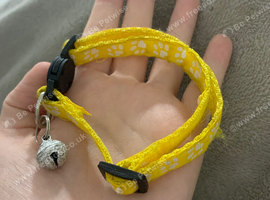 Kitten collar