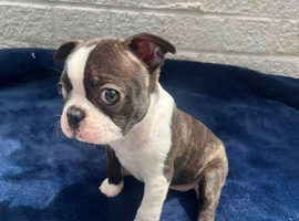 Brindle Boston terrier litter