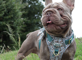 Rehome for shady