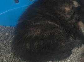 Tortoiseshell girl kitten