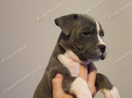Chunky American Bulldog x English Bulldog x Staffy Puppies