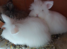 Two stunning white lionheads females