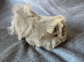 Baby Guinea Pigs Funkies