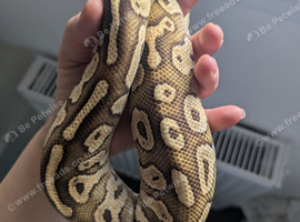 Nice friendly lesser ball python