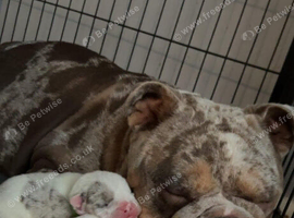 Stunning English bulldog puppies