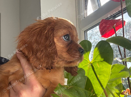 Beautiful boy available kc registered