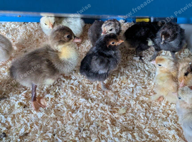 Bantums and hybrids day old chicks