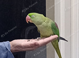 Alexandrine parrot