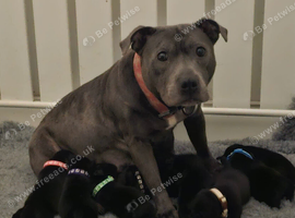 KC Staffordshire bull terrier pups for sale