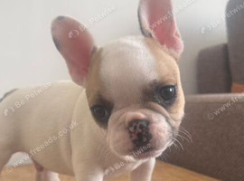 Beautiful puppies for sale