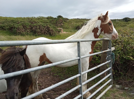 Gypsy skewbald cob