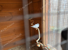 Baby Zebra finches for sale