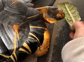 Radiated tortoise forsale male