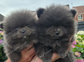 Miniature pomeranian puppies