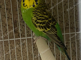 Budgie pair