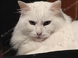 Male Turkish angora looking for a good home