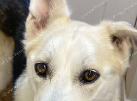 German Shepard and husky
