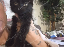 Kitten 9 weeks old ready to leave now