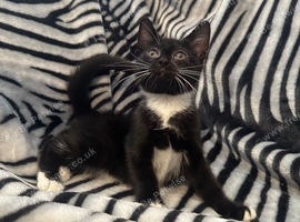Stunning Kittens Urgently Needing Homes.
