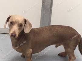 Miniature Dachshund at Stud. Lilac and tan. KC reg.